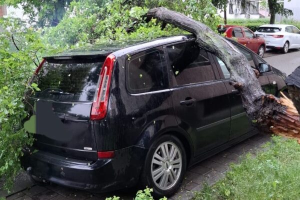 2026: Покрывает ли страховка RCA ущерб, если на машину упадет дерево? Что говорит закон?