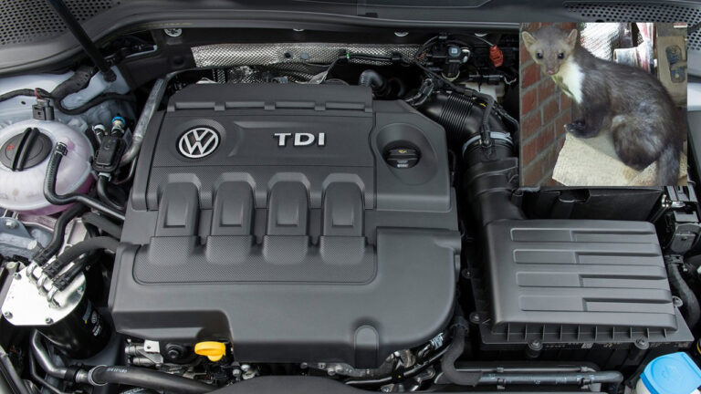 Весной эти животные становятся кошмаром для водителей. Средняя стоимость ремонта достигает около 620 евро.