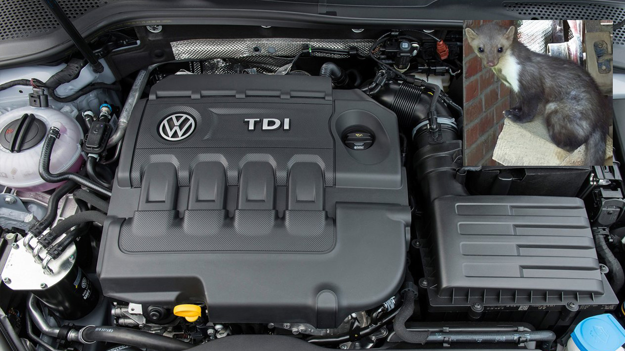 Весной эти животные становятся кошмаром для водителей. Средняя стоимость ремонта достигает около 620 евро.